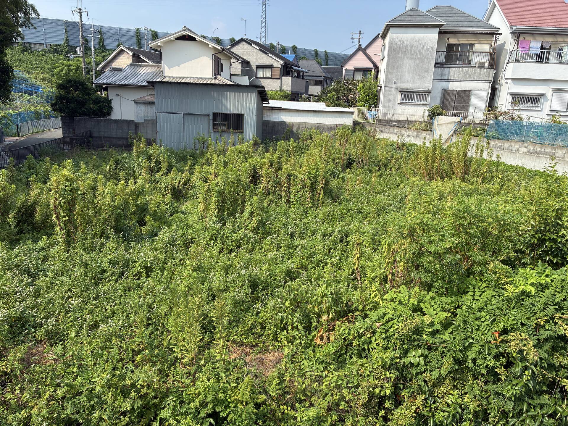 空き地　草刈り